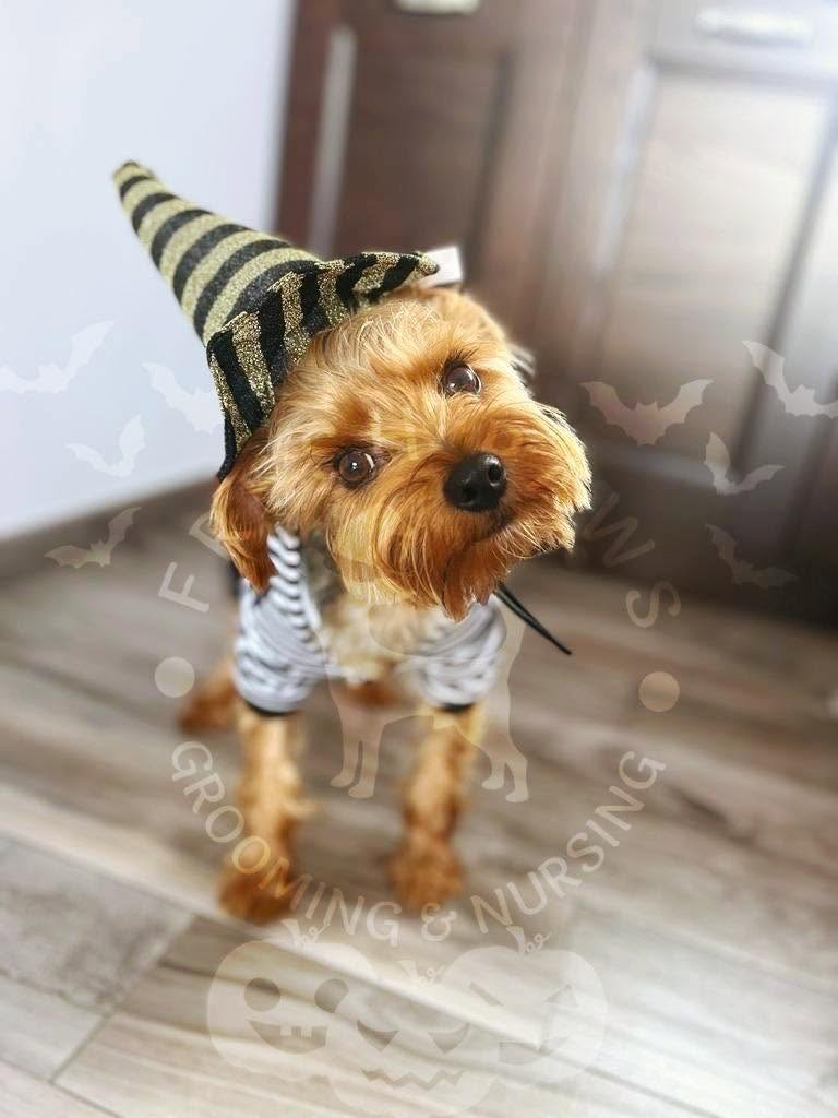 Yorkshire Terrier in a costume after a Fresh Paws groom