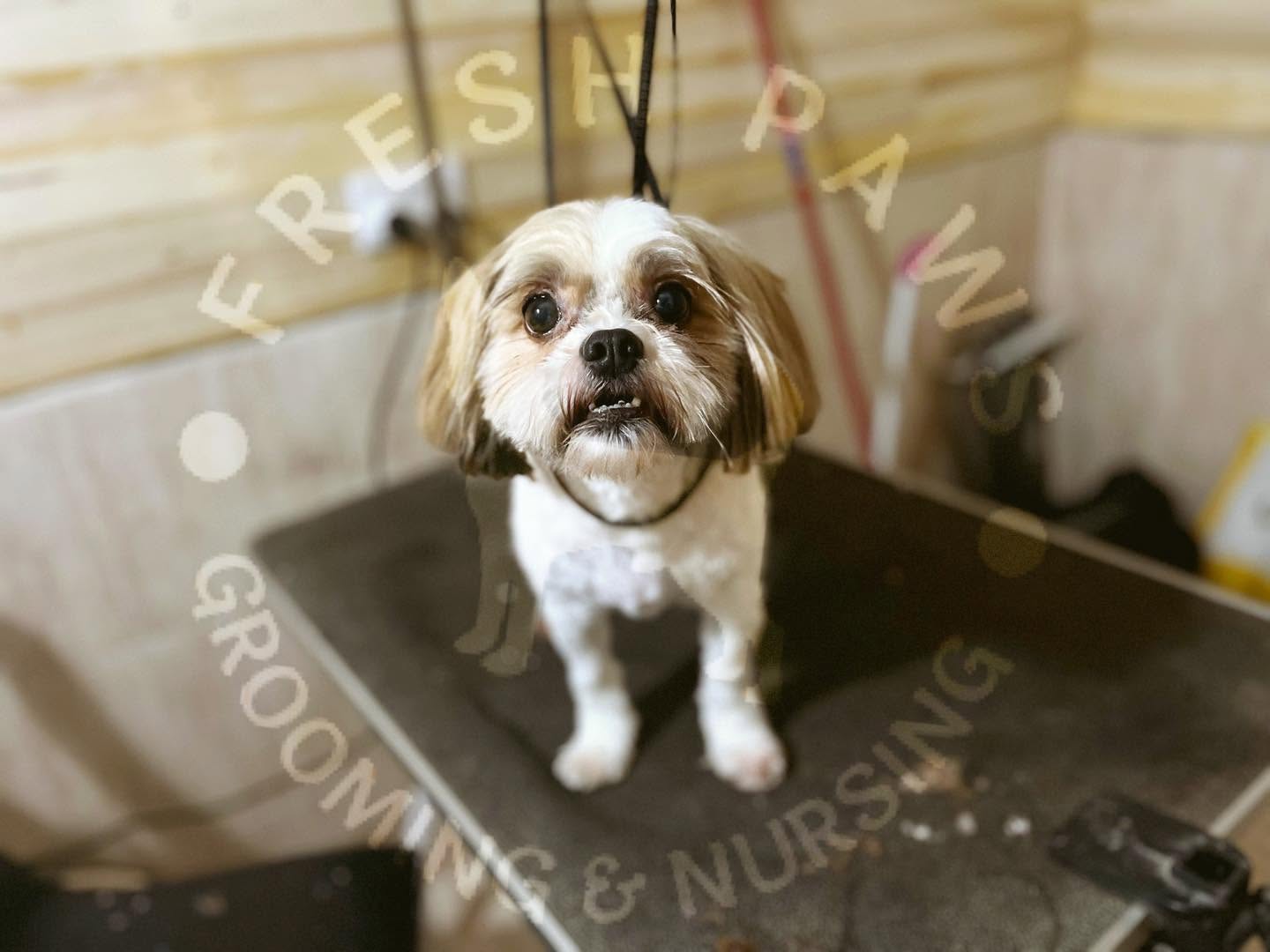 Freshly groomed Shih Tzu on the grooming table