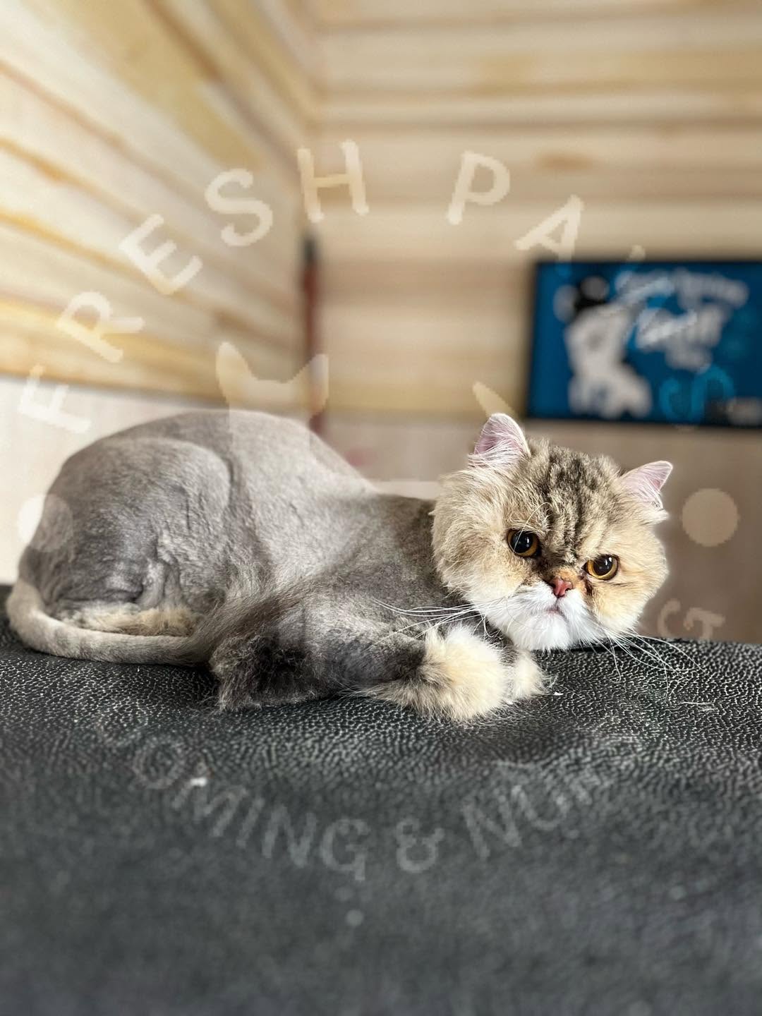 Persian cat after a professional lion-cut groom