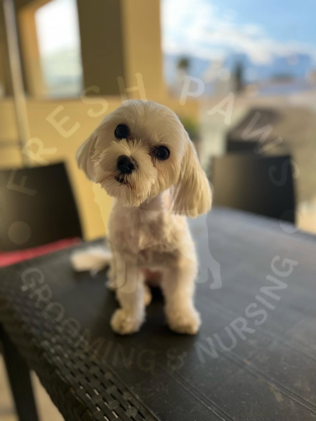 Maltese dog with a neat face trim after grooming