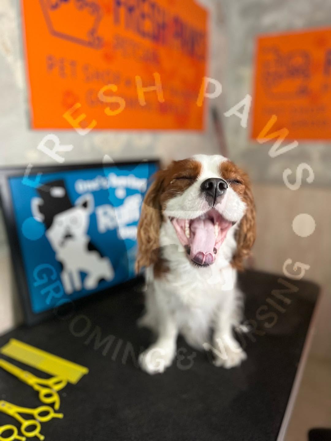 Happy Cavalier King Charles Spaniel smiling after a wash