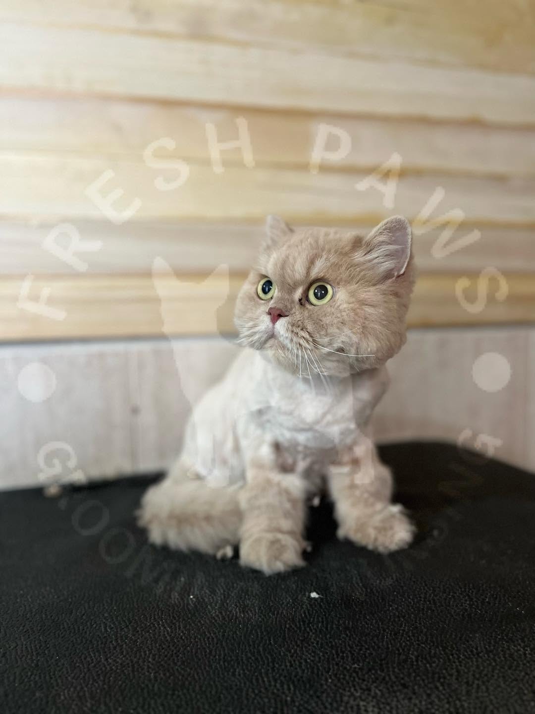British Longhair cat groomed and relaxed at the salon